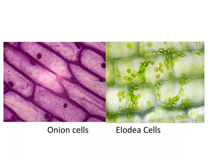 onion cells elodea cells