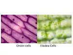 Onion cells Elodea Cells - slide 1