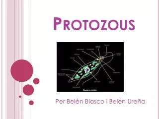 protozous