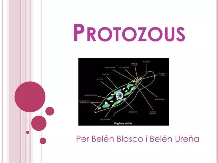 protozous