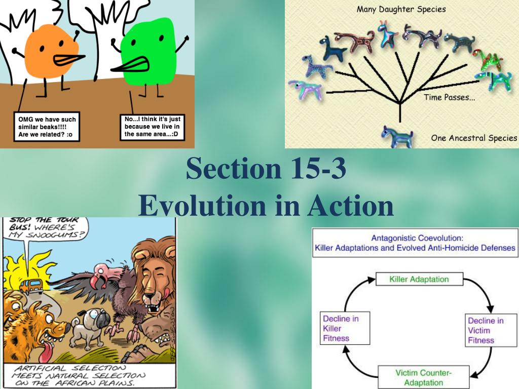 PPT - Section 15-3 Evolution in Action PowerPoint Presentation, free ...