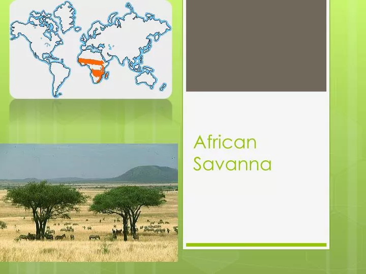 african savanna