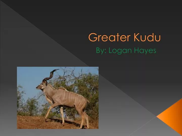 greater kudu