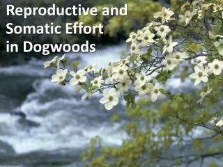 Reproductive and Somatic Effort in Dogwoods