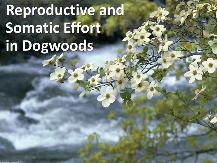 reproductive and somatic effort in dogwoods
