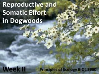 Reproductive and Somatic Effort in Dogwoods Week II