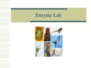 Enzyme Lab