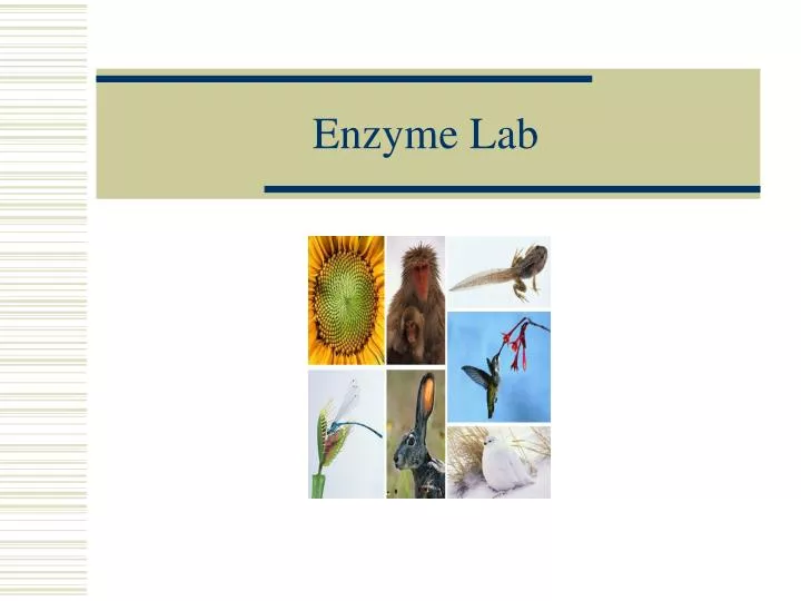 enzyme lab