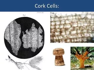 Cork Cells: