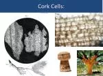 Cork Cells: - slide 1