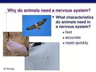 Why do animals need a nervous system?