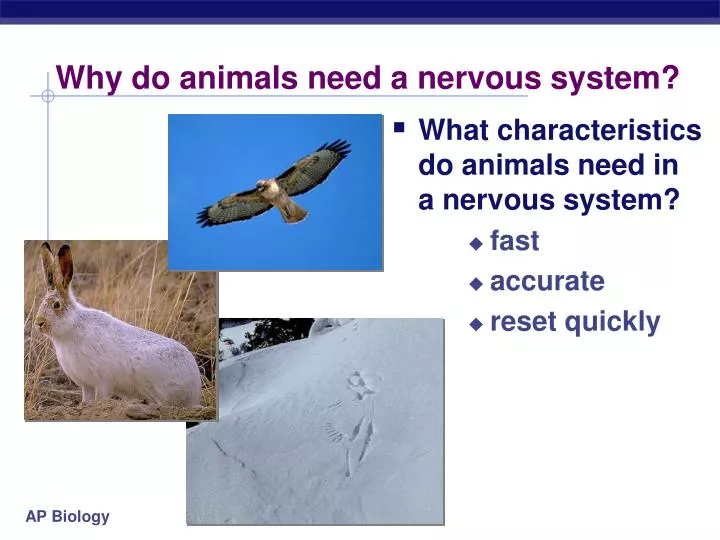 why do animals need a nervous system