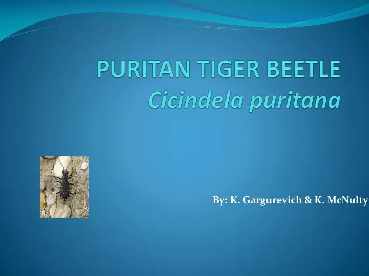 puritan tiger beetle cicindela puritana