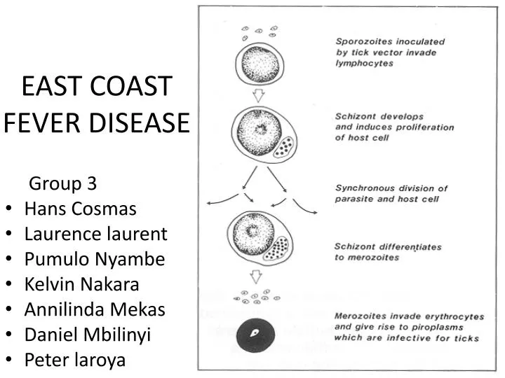 east coast fever disease