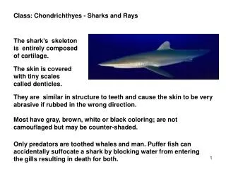 Class : Chondrichthyes - Sharks and Rays