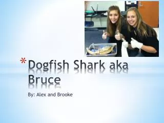 Dogfish Shark aka Bruce