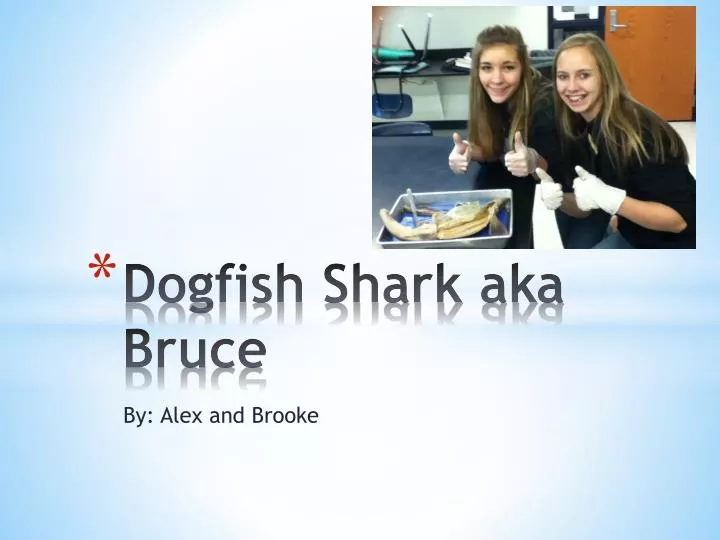 dogfish shark aka bruce