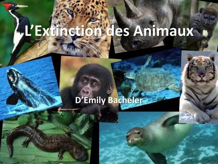 l extinction des animaux