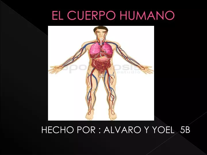 el cuerpo humano