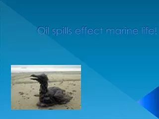 Oil spills effect marine life!