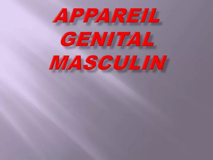 appareil genital masculin
