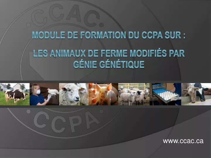 module de formation du ccpa sur les animaux de ferme modifi s par g nie g n tique