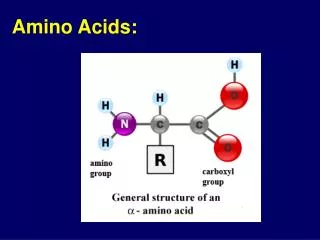 Amino Acids: