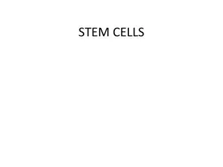 STEM CELLS