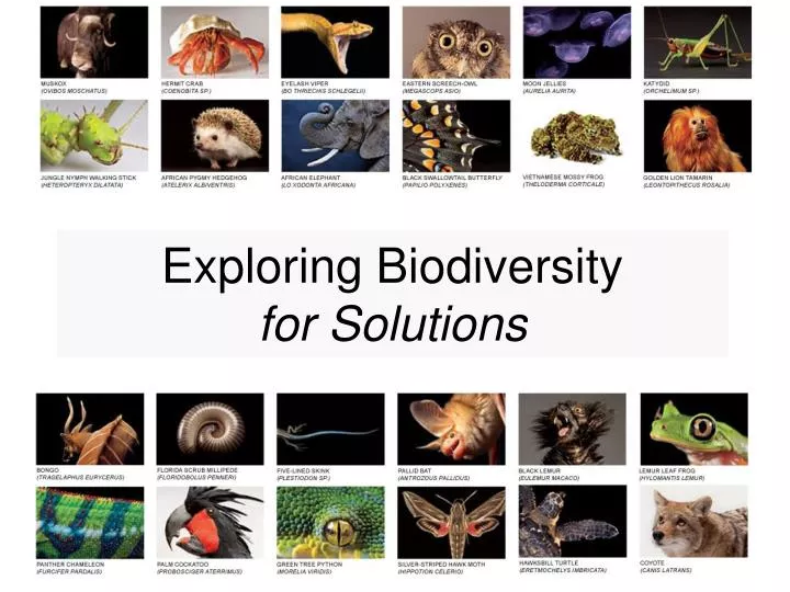 exploring biodiversity for solutions