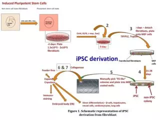 Figure 1. Schematic representation of iPSC derivation from fibroblast .
