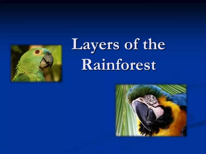 layers of the rainforest