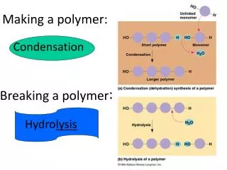 Making a polymer: