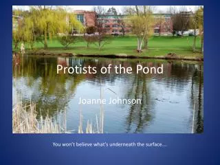 Protists of the Pond