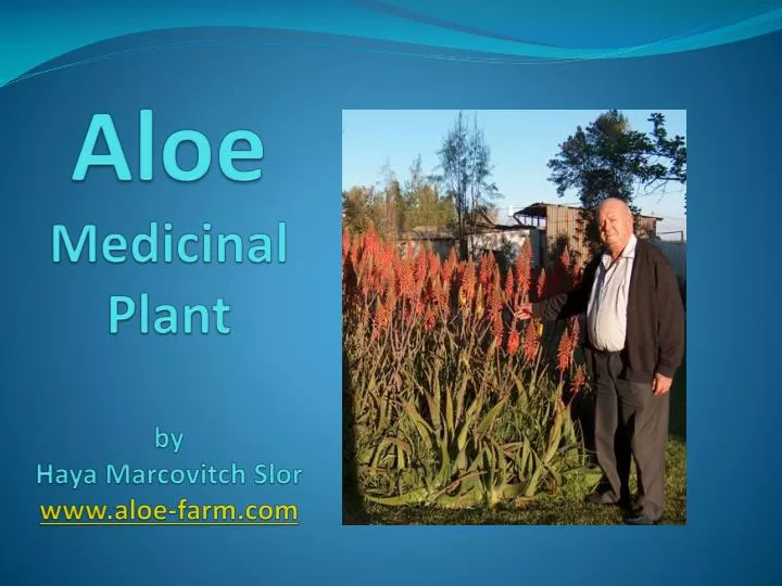 aloe medicinal plant by haya marcovitch slor www aloe farm com