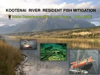 KOOTENAI RIVER RESIDENT FISH MITIGATION