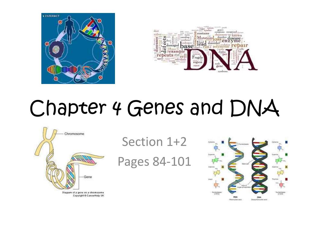 PPT - Chapter 4 Genes and DNA PowerPoint Presentation, free download ...