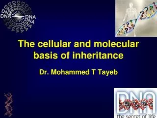 The cellular and molecular basis of inheritance