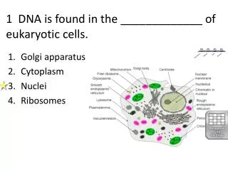 1 DNA is found in the _____________ of eukaryotic cells.