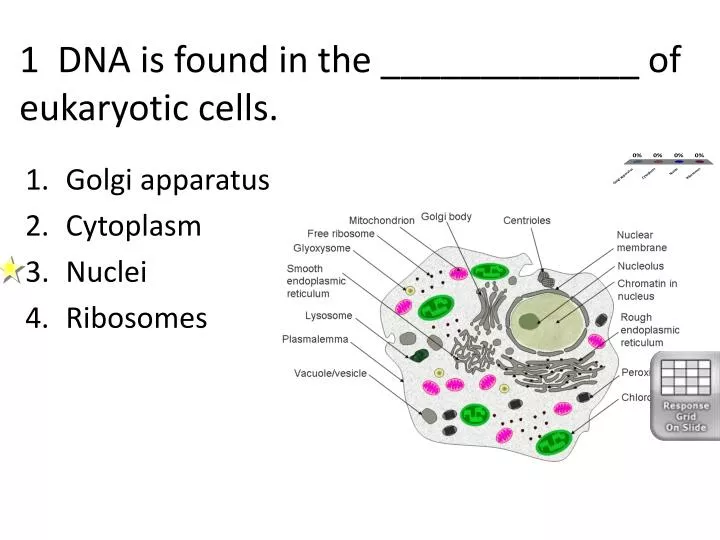 1 dna is found in the of eukaryotic cells