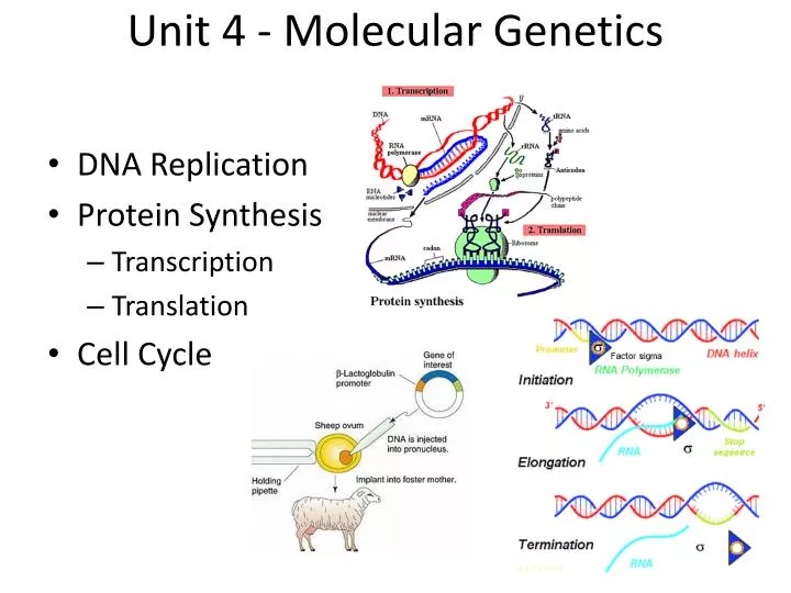 unit 4 molecular genetics