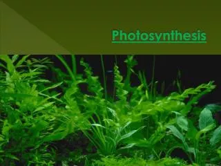 photosynthesis