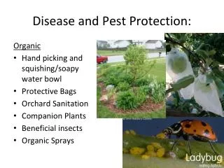 Disease and Pest Protection: