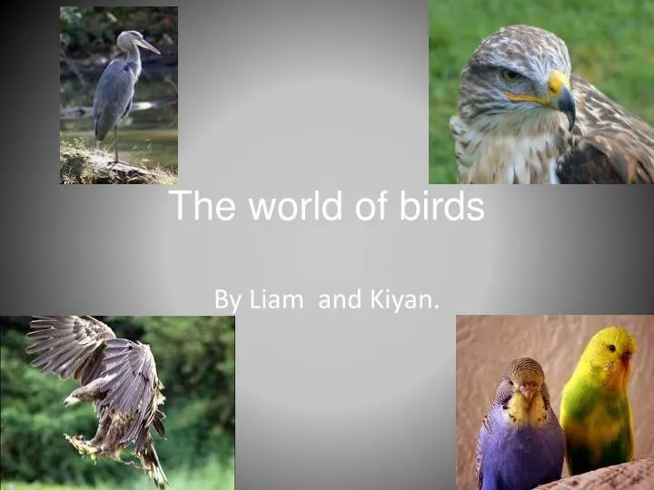 the world of birds