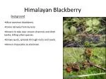 Himalayan Blackberry - slide 1