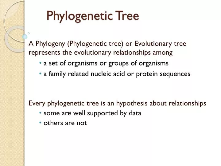 phylogenetic tree