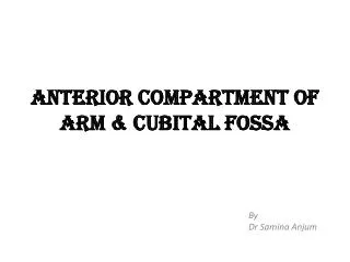 ANTERIOR COMPARTMENT OF ARM &amp; CUBITAL FOSSA