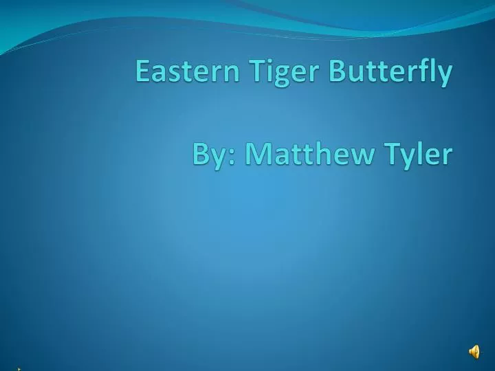 eastern tiger butterfly by matthew tyler