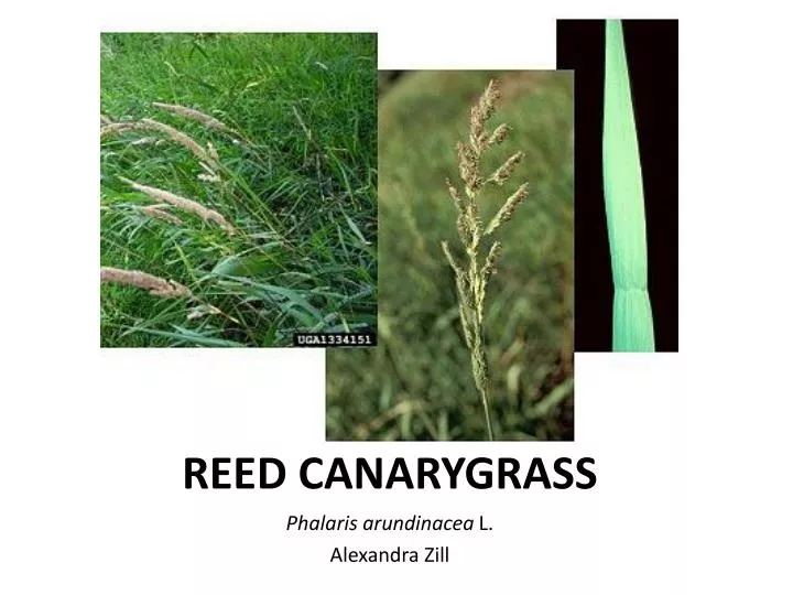 reed canarygrass