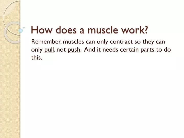 how does a muscle work