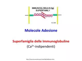 molecole adesione